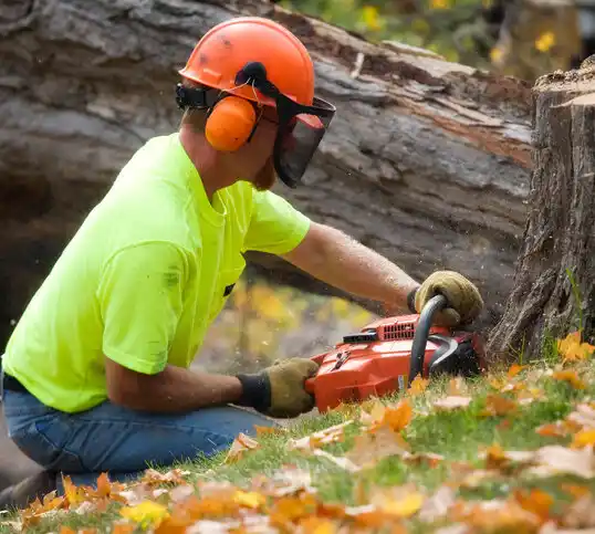 tree services Paguate